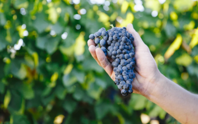 Sustainable Winemaking Practices at AFC Winery